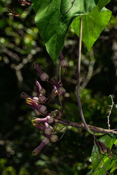 Image de Riocreuxia picta Schltr.