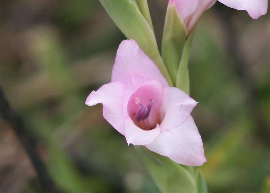 Image of Gladiolus ochroleucus Baker