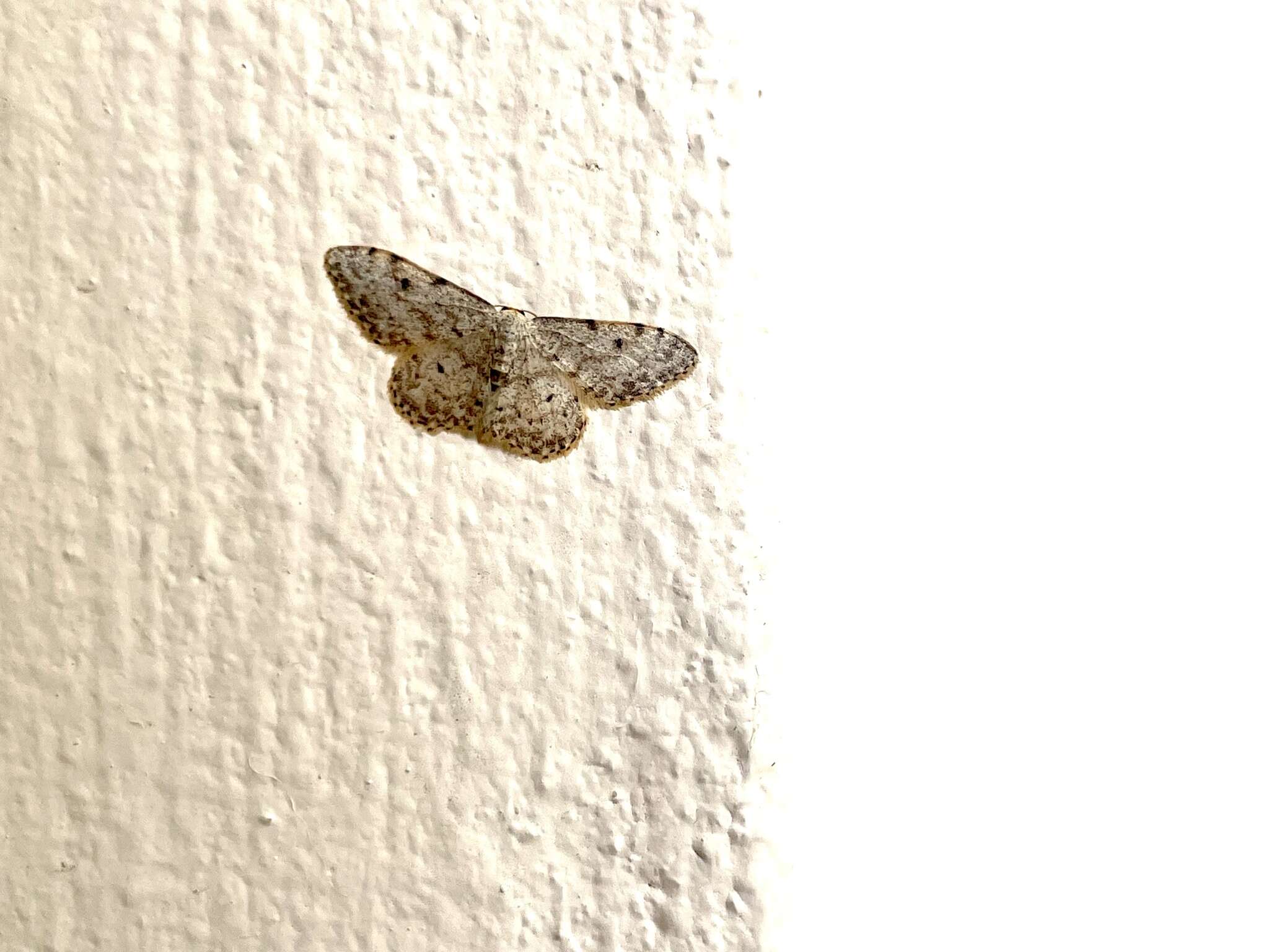 Image of Idaea camparia Herrich-Schäffer 1851