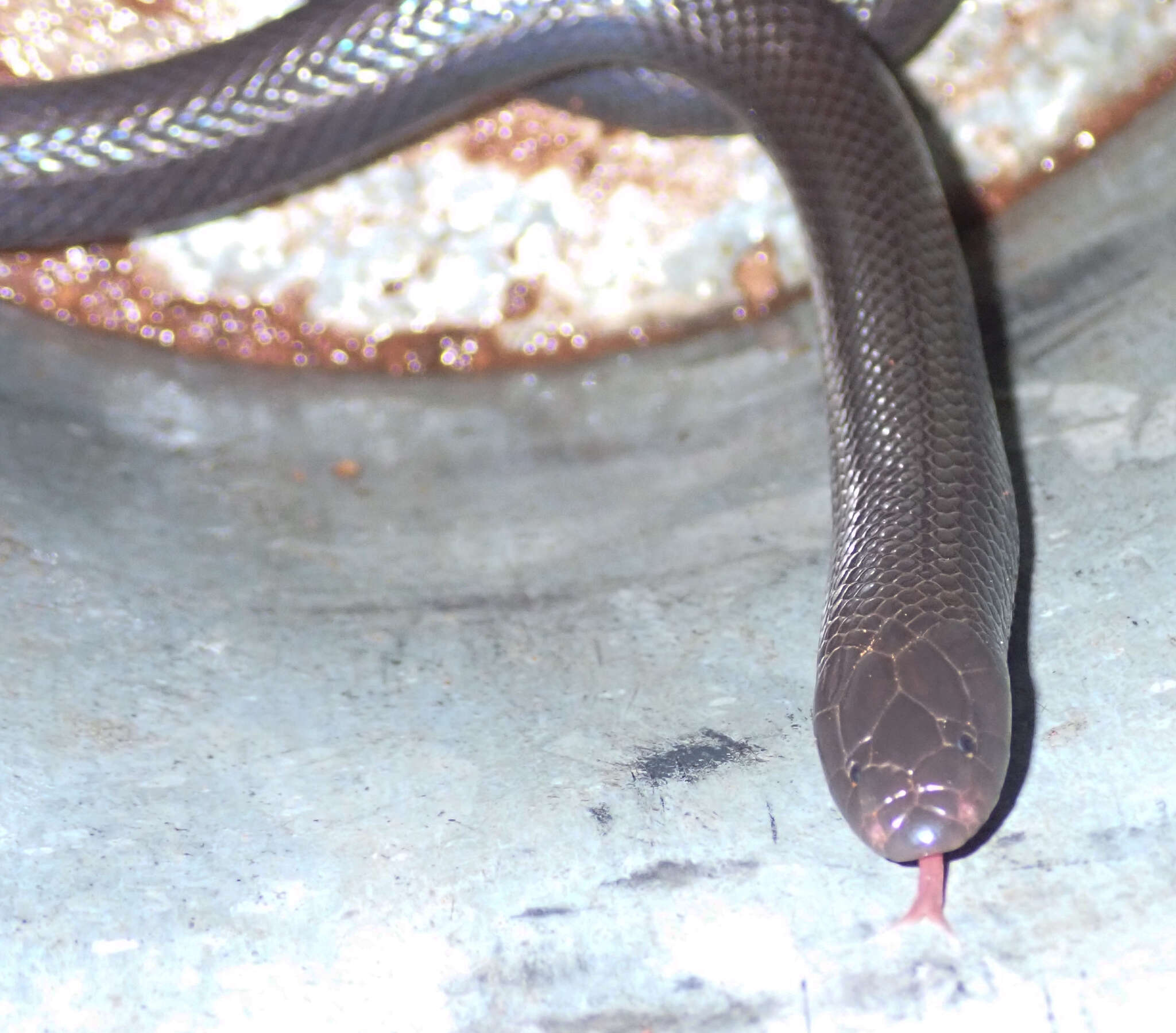 Image of Common Purple-glossed Snake