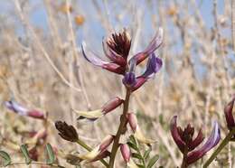 Sivun Astragalus preussii A. Gray kuva