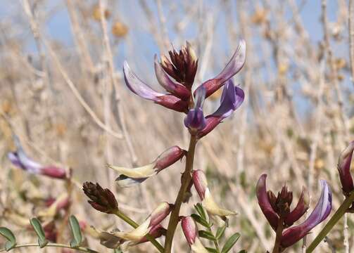 Imagem de Astragalus preussii A. Gray