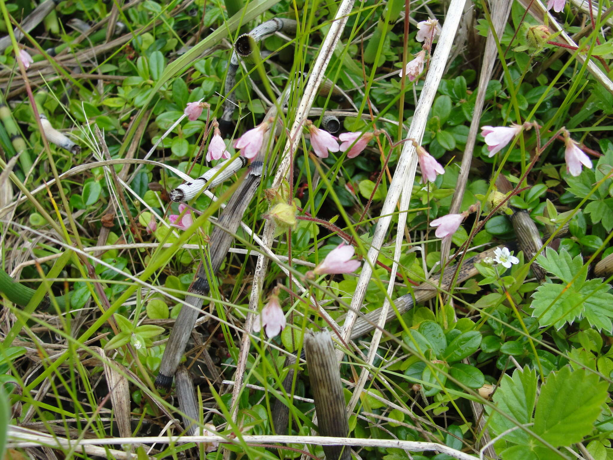 Image of Linnaea borealis var. borealis