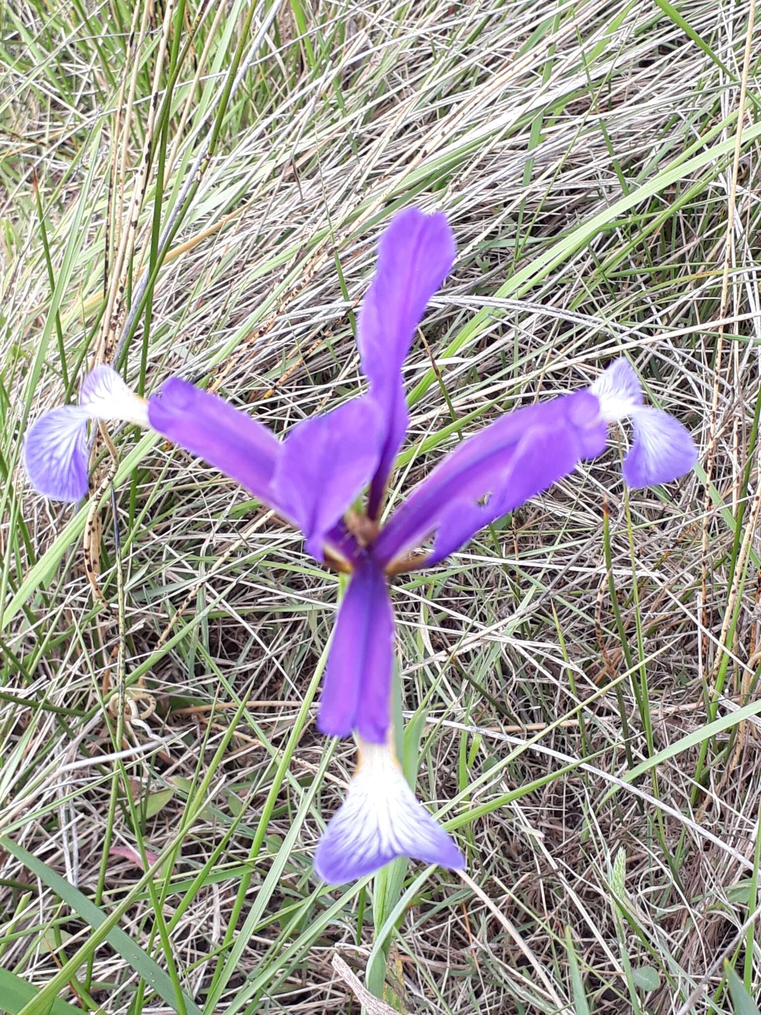 Iris reichenbachiana Klatt resmi