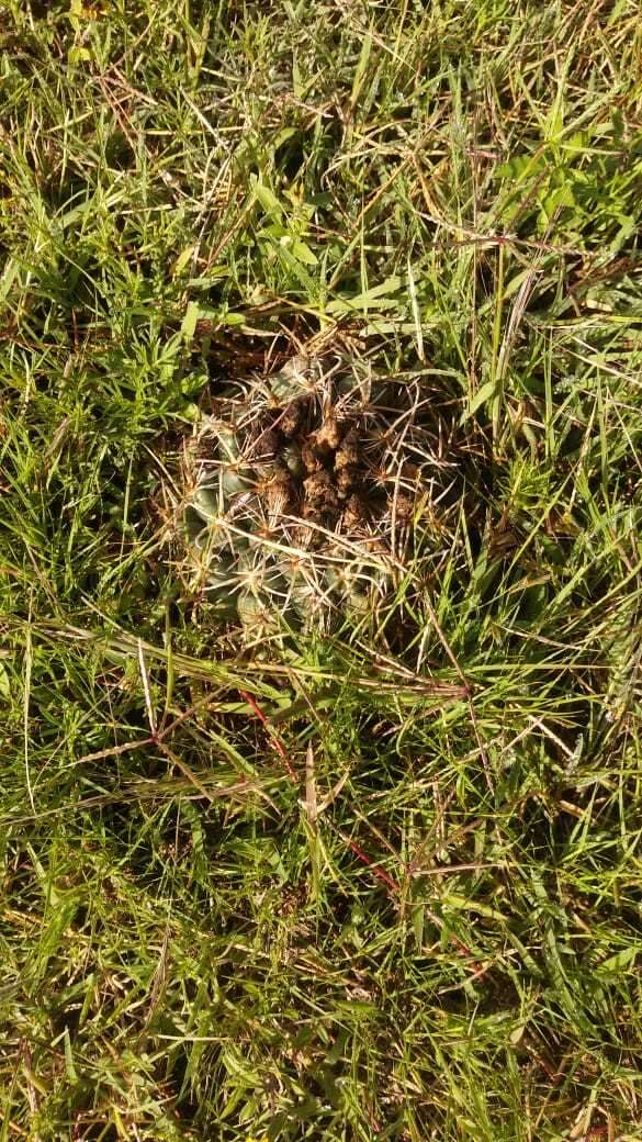 Image of Cactus