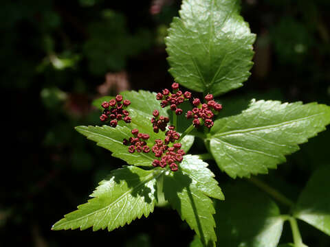 Image of Thaspium trifoliatum var. trifoliatum