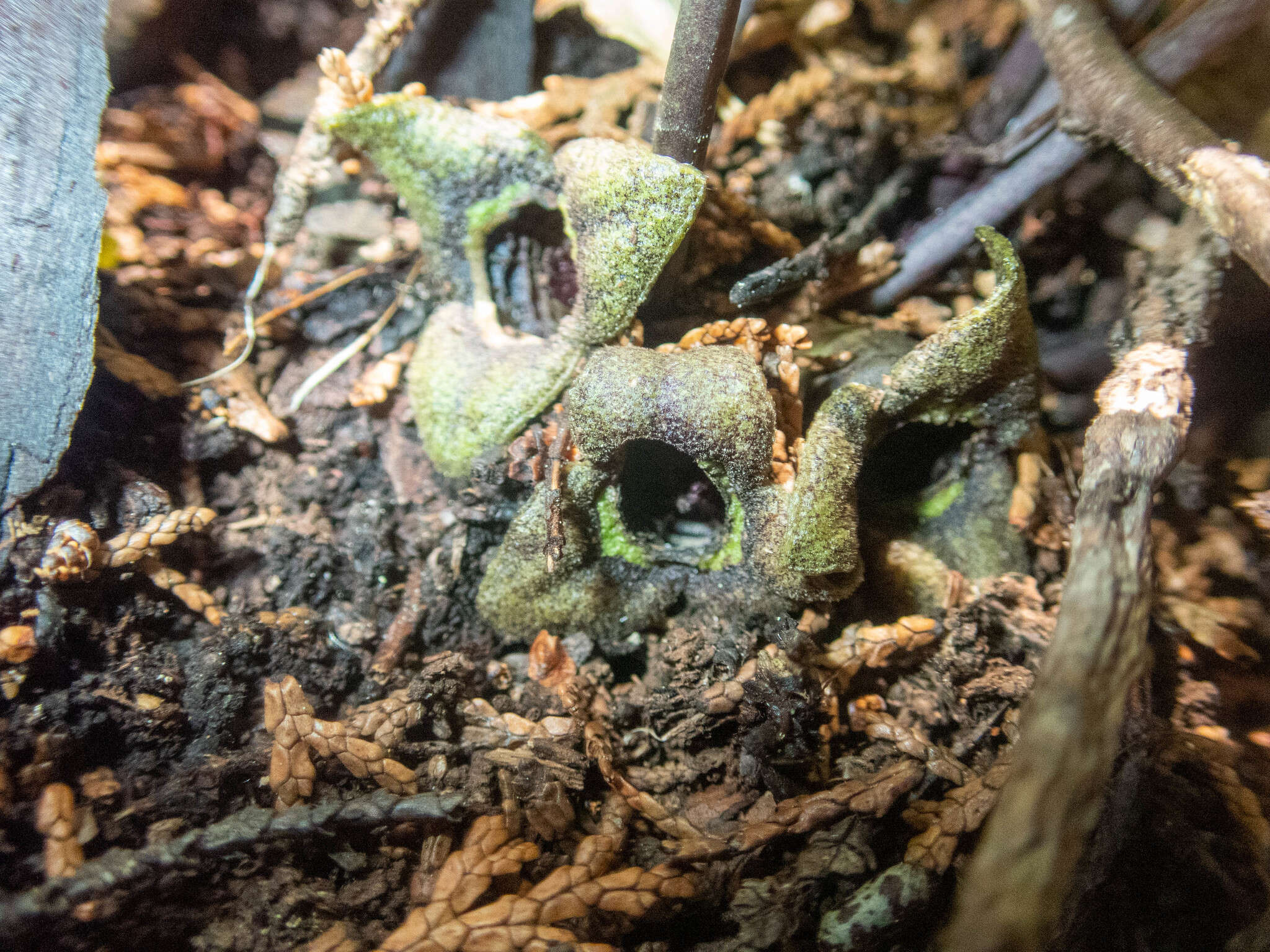 Image of Asarum nipponicum Maekawa