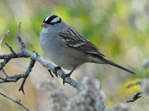 Zonotrichia leucophrys leucophrys (Forster & JR 1772) resmi