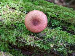 Image of Tricholomopsis flammula Métrod ex Holec 2009