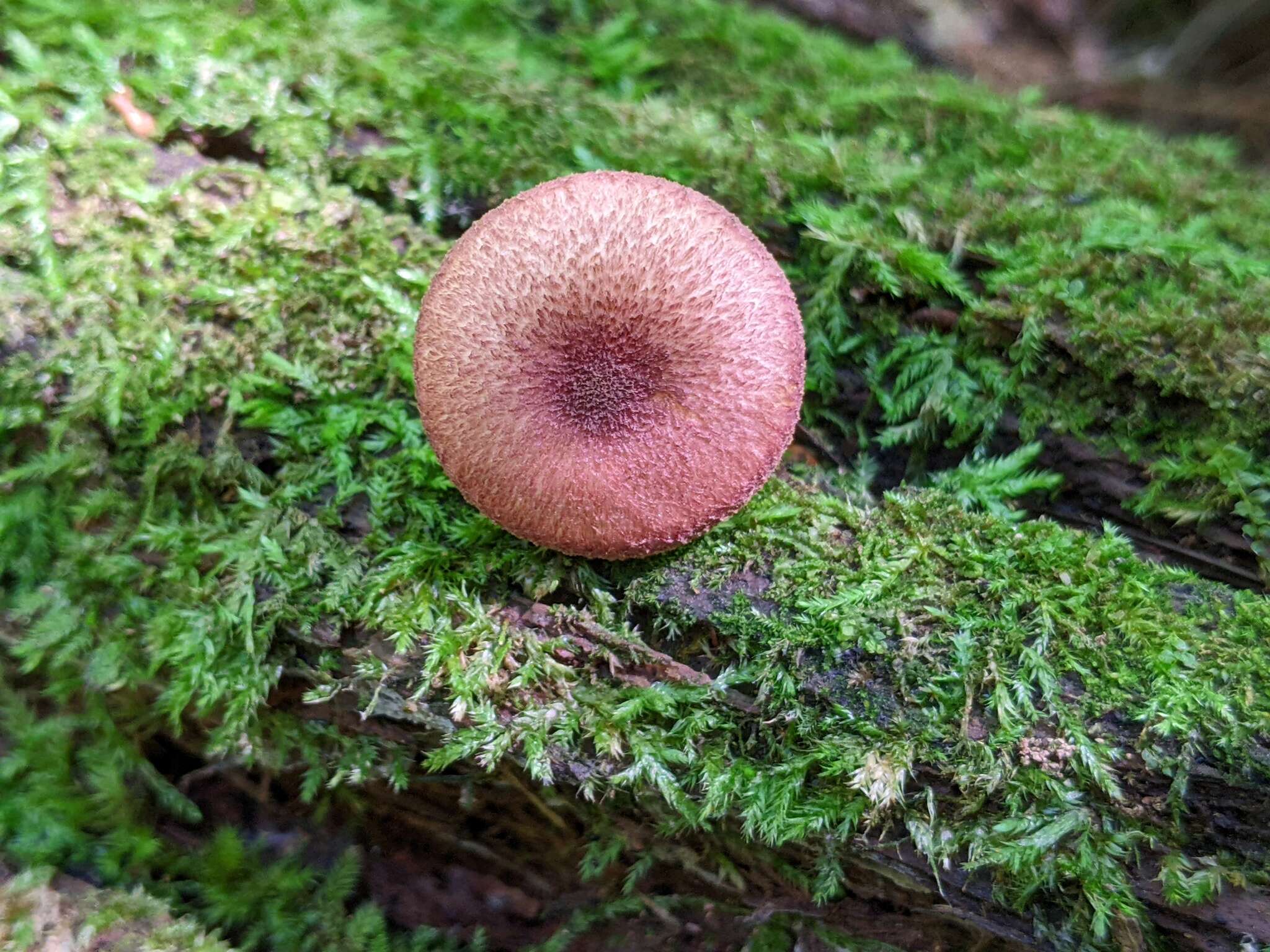 Image of Tricholomopsis flammula Métrod ex Holec 2009