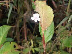 Image of Viola stipularis Sw.