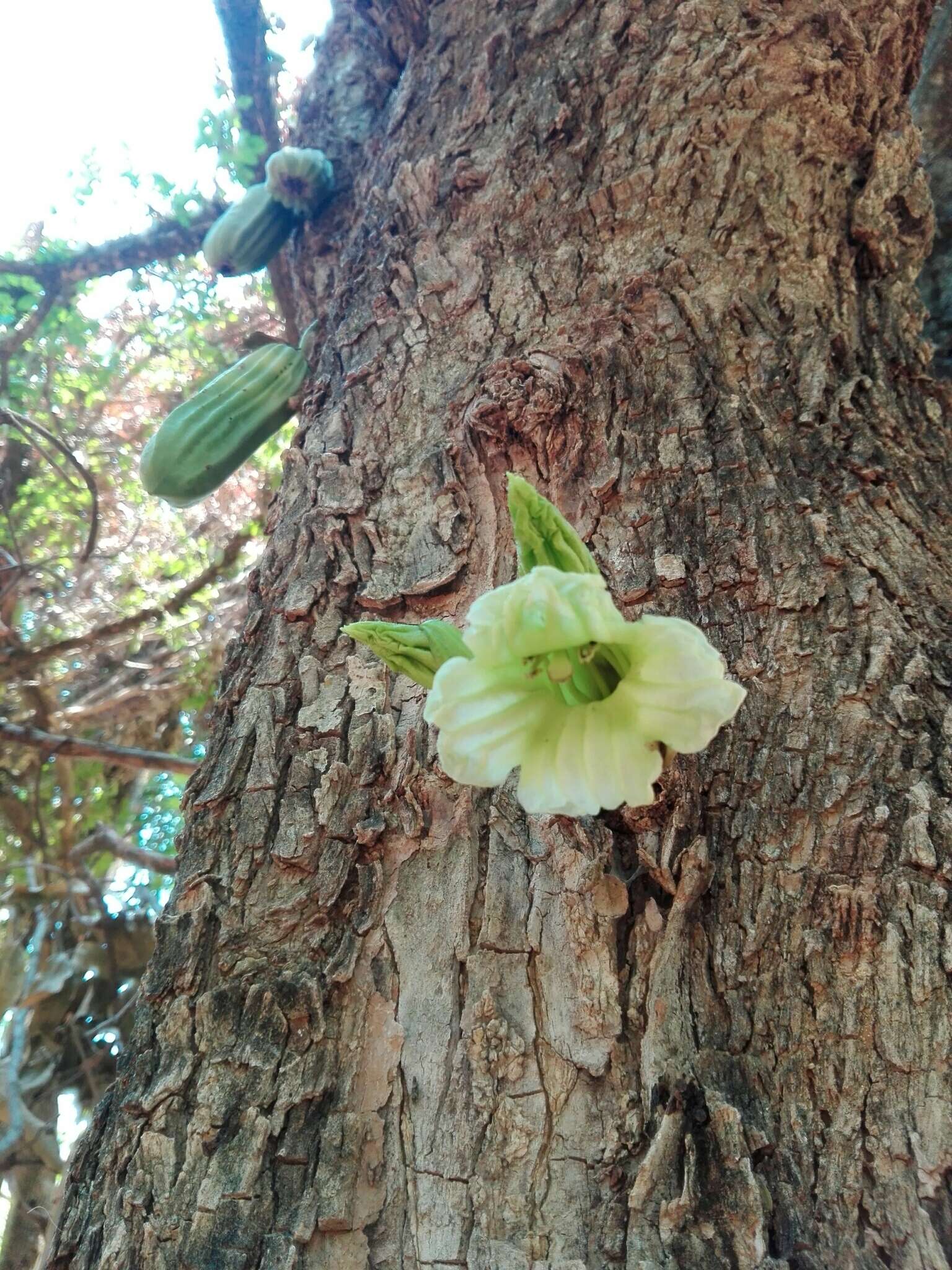 Слика од Parmentiera aculeata (Kunth) L. O. Williams