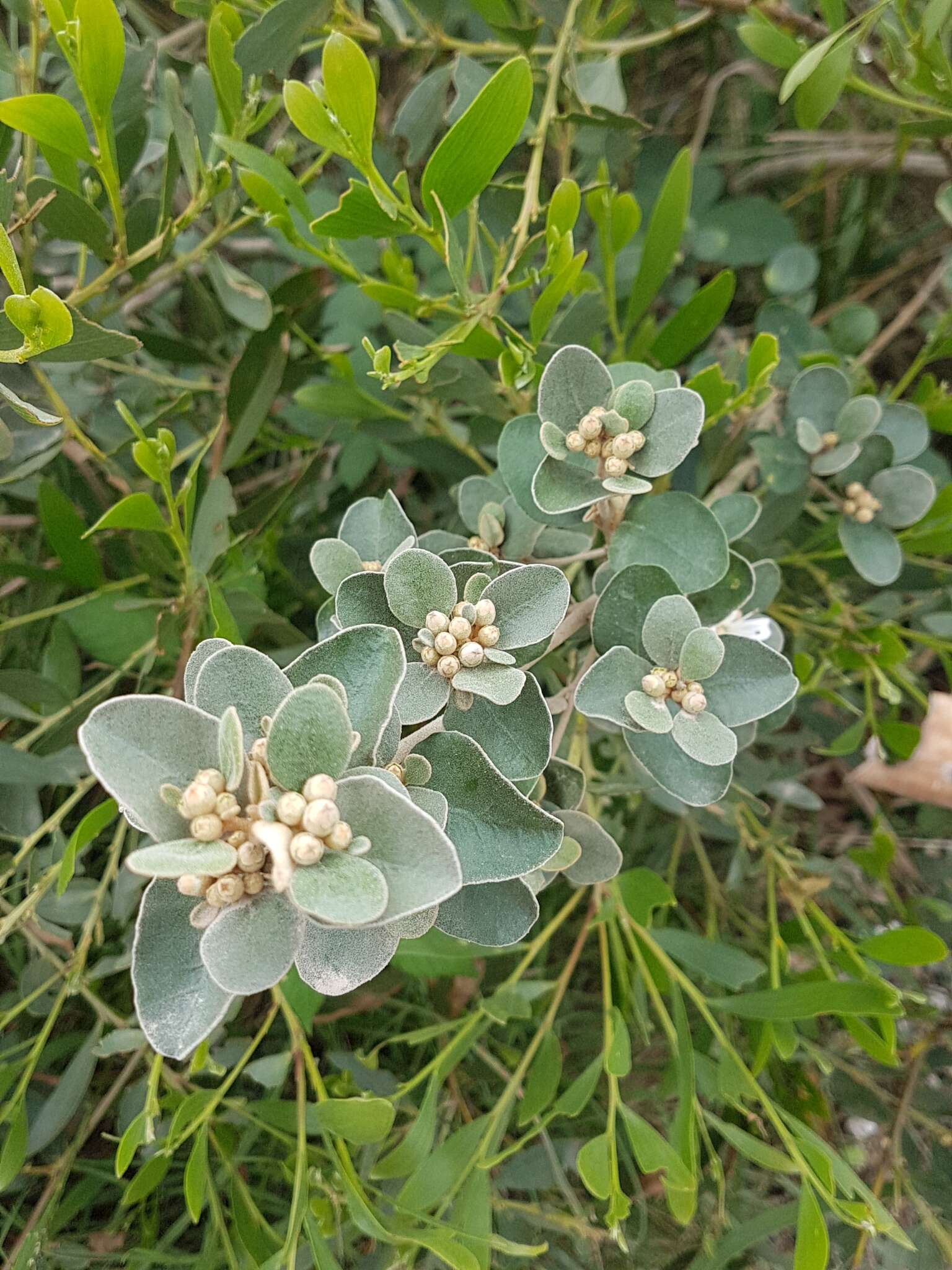 Image of Correa alba Andr.