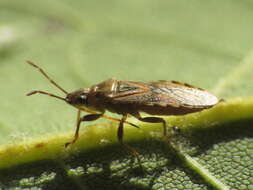 Image of Arocatus longiceps Stal & C. 1872