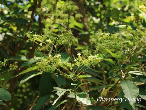 Imagem de Clerodendrum cyrtophyllum Turcz.