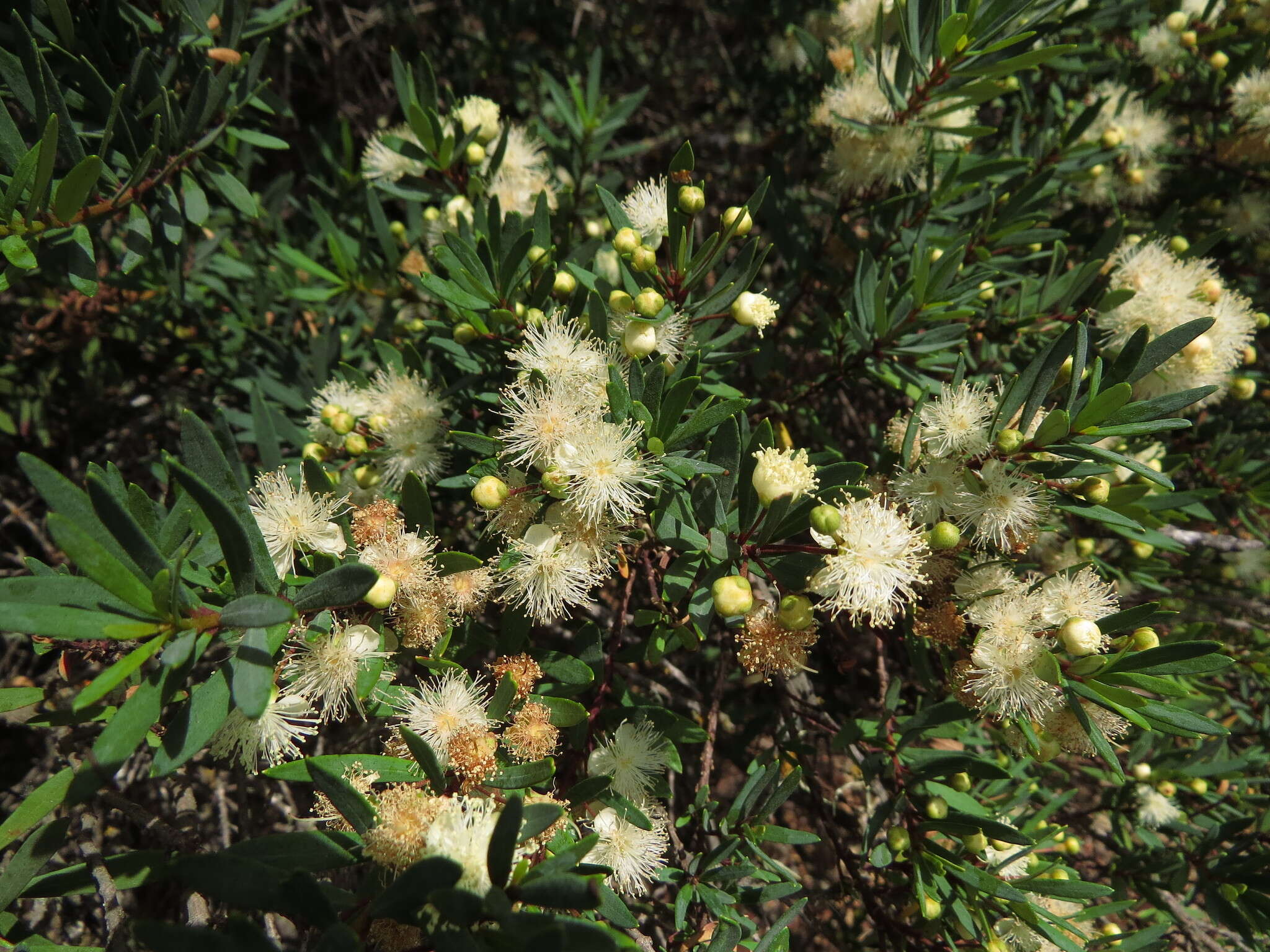 Myrceugenia lanceolata (Juss. ex Jaume St.-Hil.) Kausel resmi