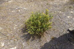 Image of Aspalathus quinquefolia subsp. quinquefolia
