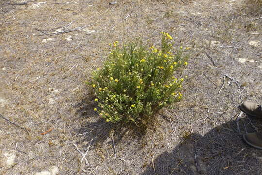 صورة Aspalathus quinquefolia subsp. quinquefolia