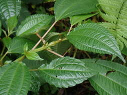 Image of Pilea melastomoides (Poir.) Wedd.