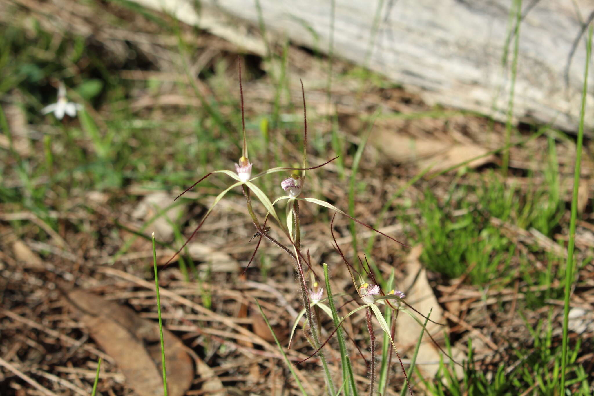 Image of Joseph's spider orchid