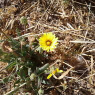 Image of False sowthistle