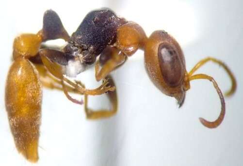 Image of Pseudomyrmex boopis (Roger 1863)