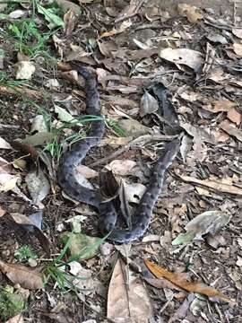 Image of Stejneger's Bamboo Snake