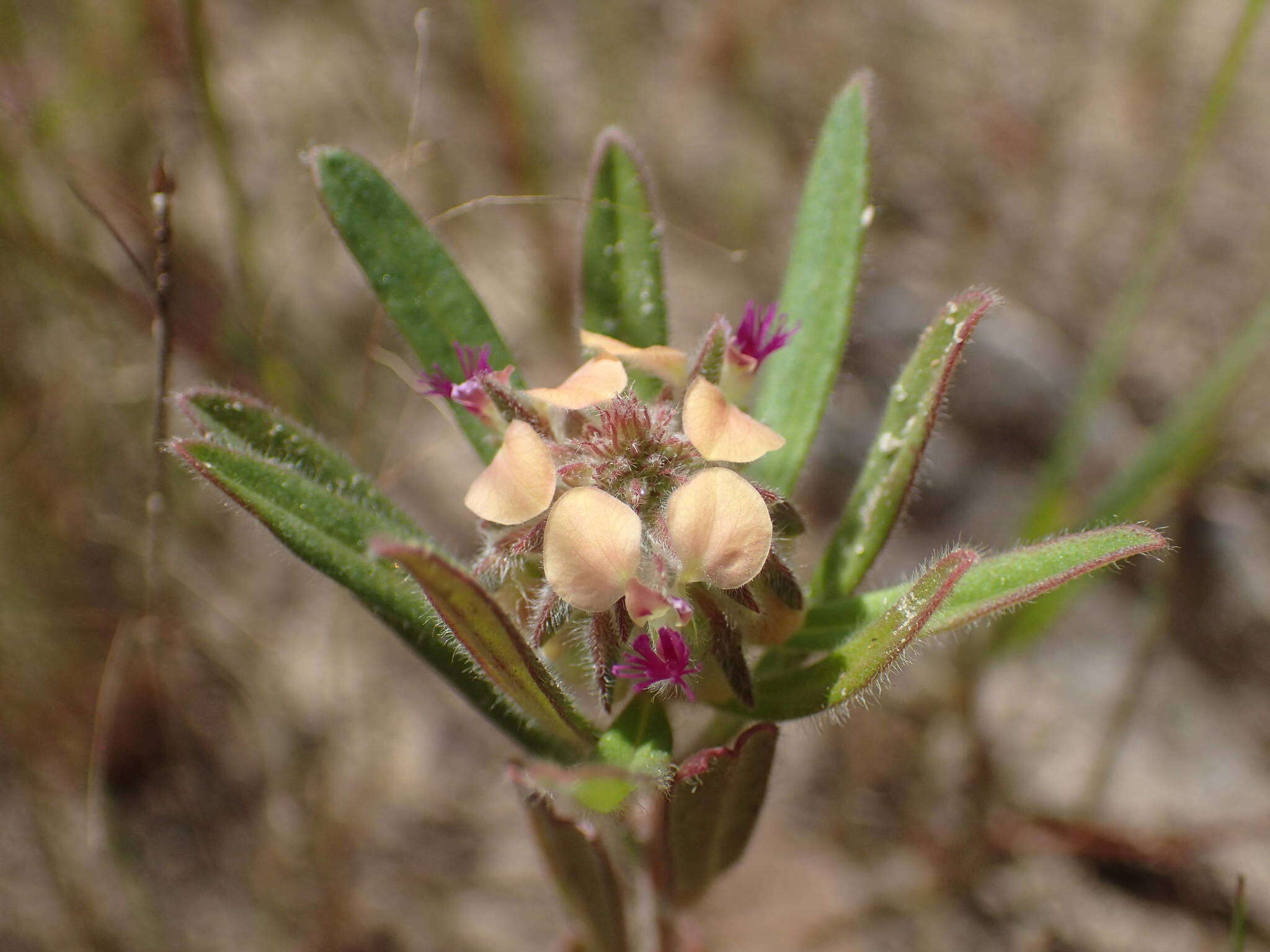 Polygala arenaria Willd. resmi