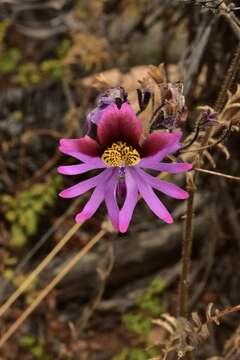 Image of Schizanthus carlomunozii var. dilutimaculatus V. Morales & Muñoz-Schick