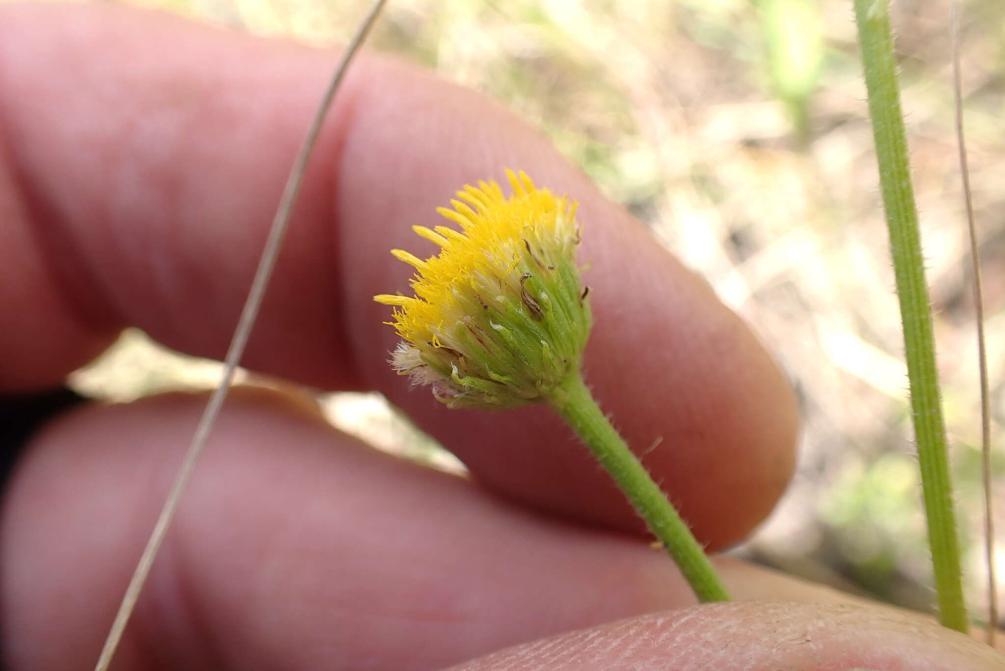 Sivun Nidorella podocephala (DC.) J. C. Manning & Goldblatt kuva