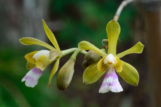 Image of Krug's peacock orchid