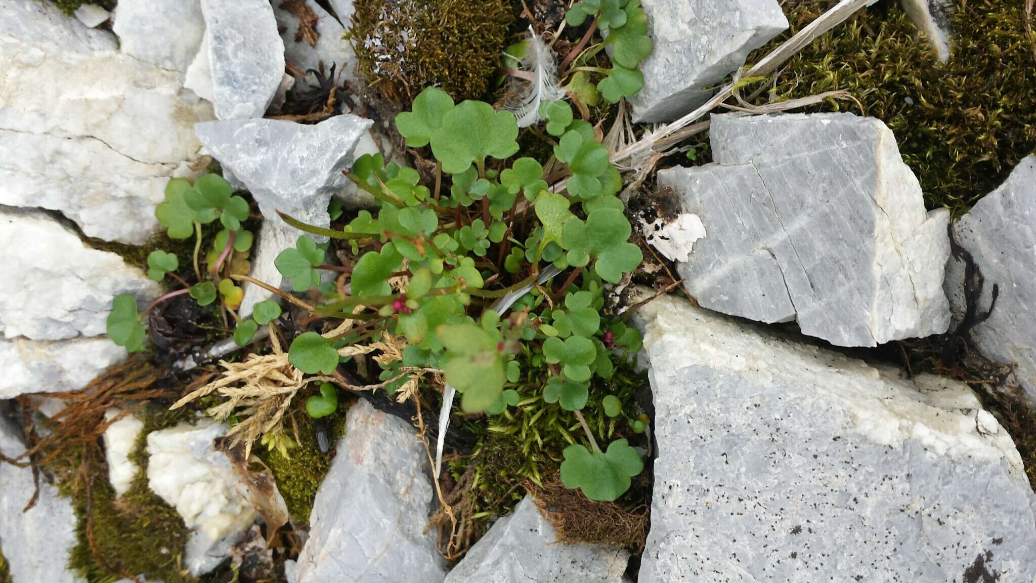 Plancia ëd Saxifraga cernua L.