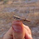 Image of Slender Burrowing Grasshopper