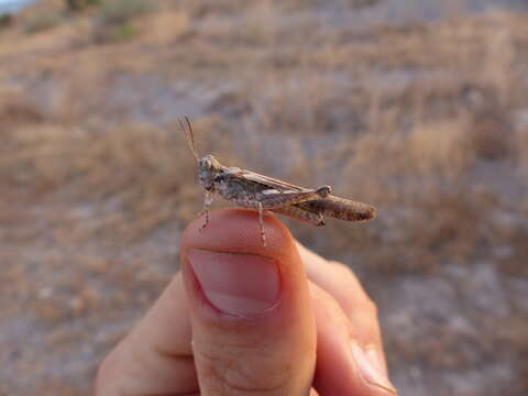 Image of Slender Burrowing Grasshopper