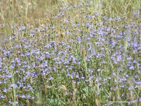 Imagem de Salvia officinalis subsp. lavandulifolia (Vahl) Gams