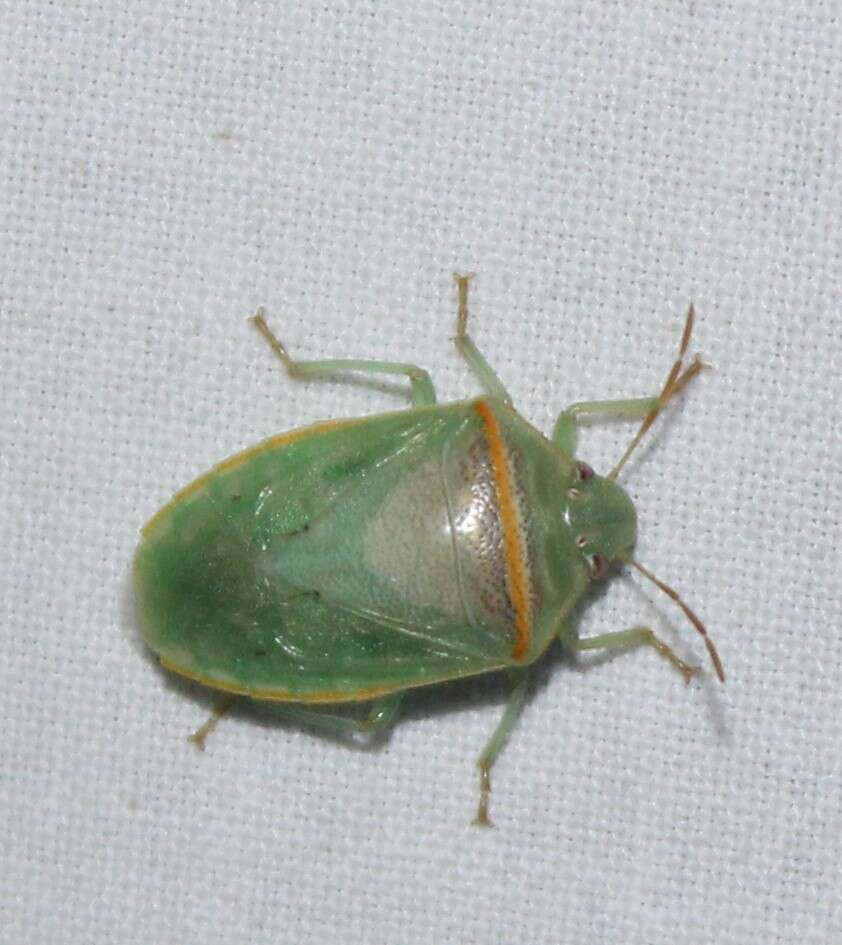 Image of Red-banded Stink Bug