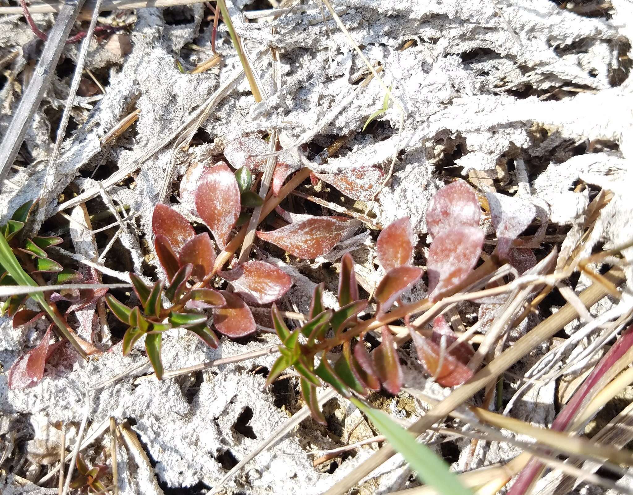 Image of creeping primrose-willow