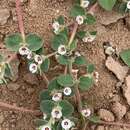 Euphorbia brandegeei Millsp. resmi