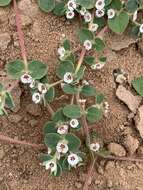 Image of Euphorbia brandegeei Millsp.