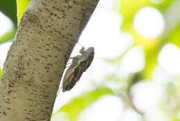 صورة Dundubia nagarasingna Distant 1881