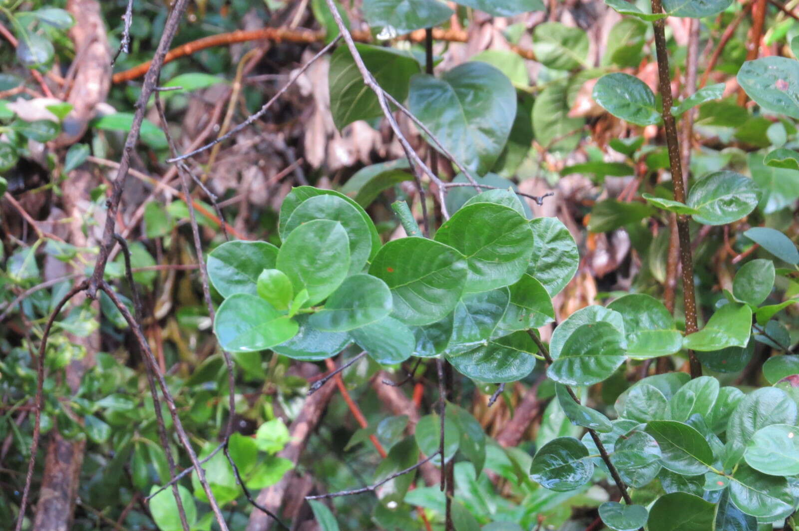 Image of Hammock Velvetseed