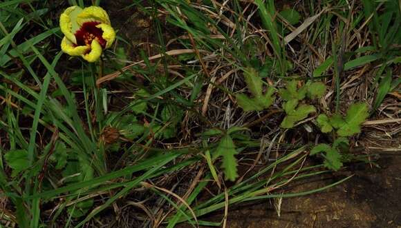 Image of Hibiscus pusillus Thunb.