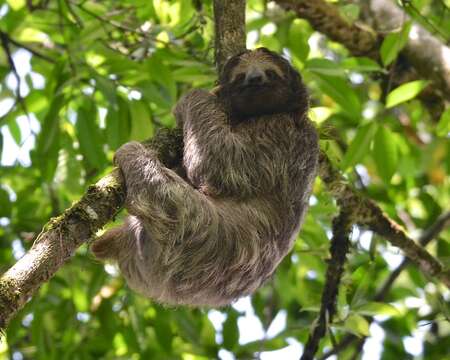 Image of Brown-throated Three-toed Sloth