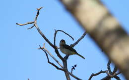 Image of Rusty-breasted Whistler