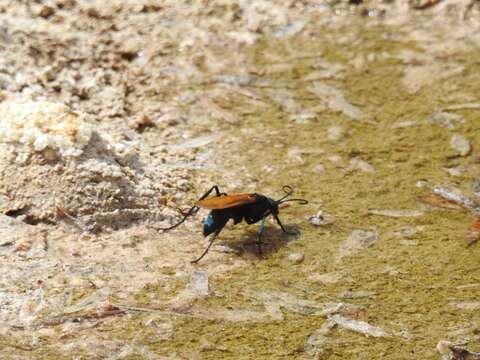 Image of Tarantula Hawk