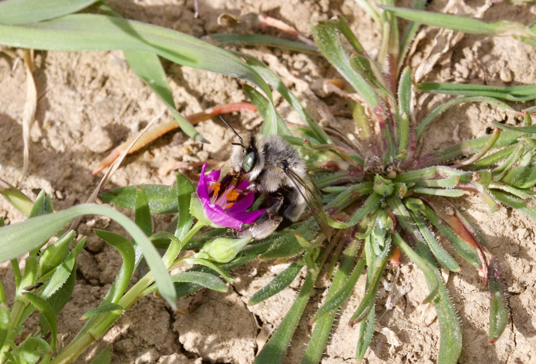 Слика од Anthophora edwardsii Cresson 1879