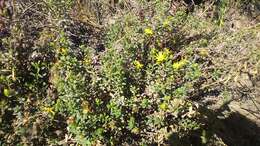 Image of Grindelia tarapacana Phil.