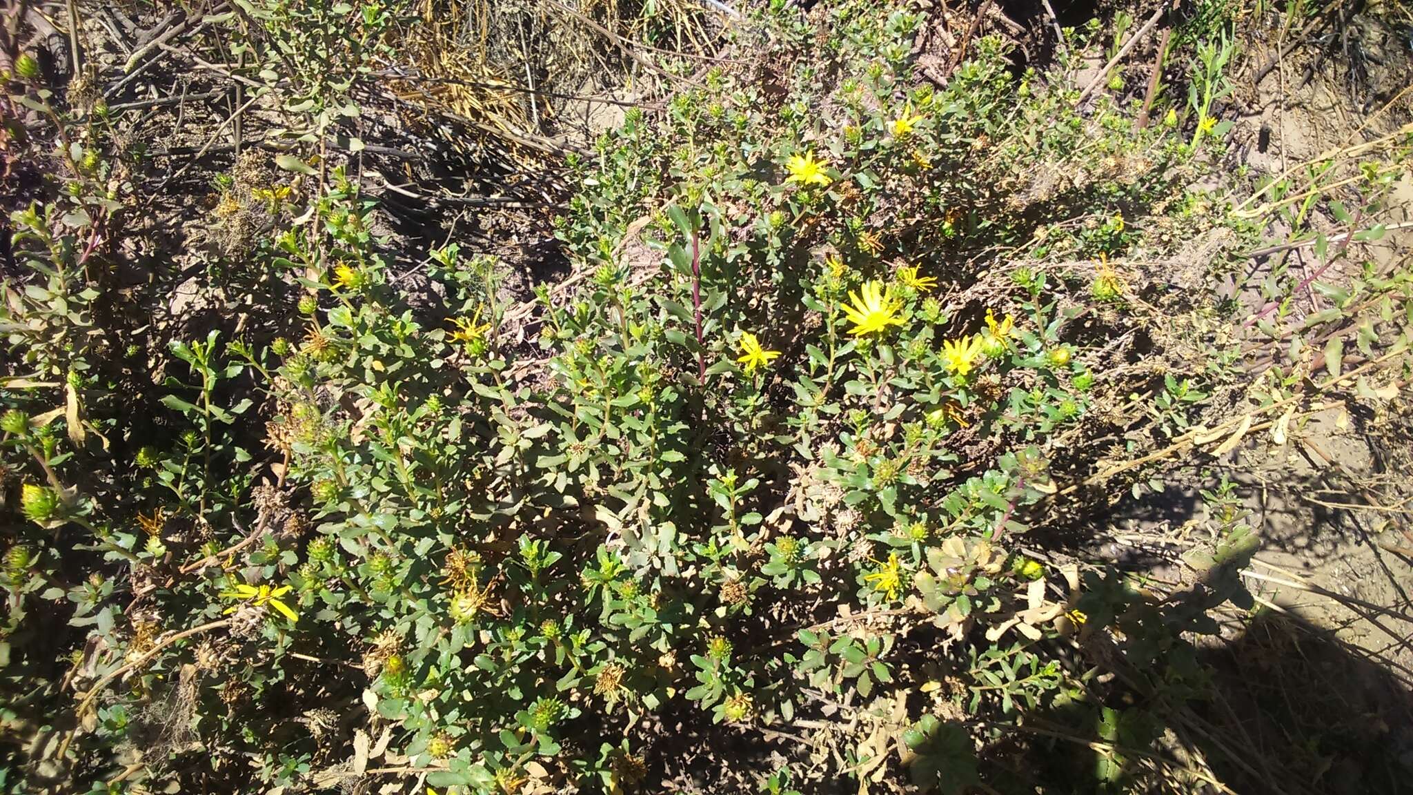 Image of Grindelia tarapacana Phil.