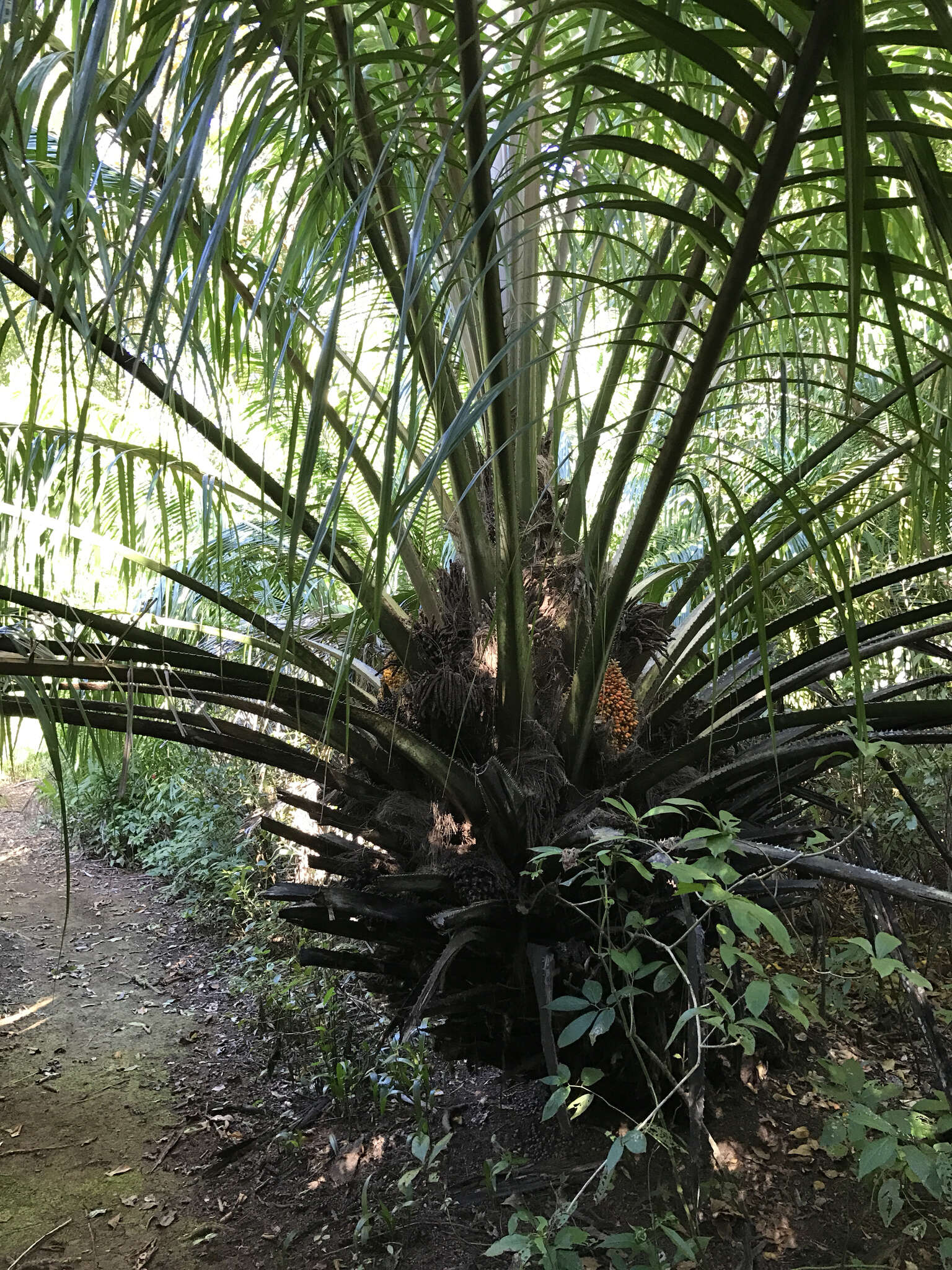 Image of American oil palm