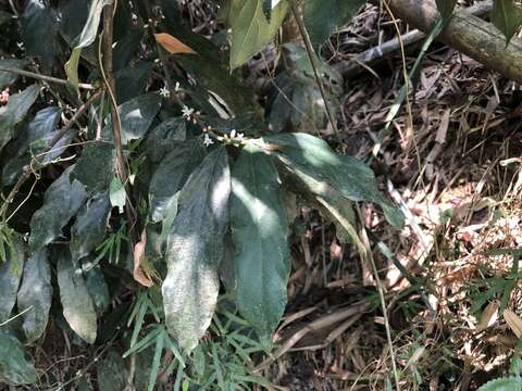 Lasianthus verticillatus (Lour.) Merr. resmi